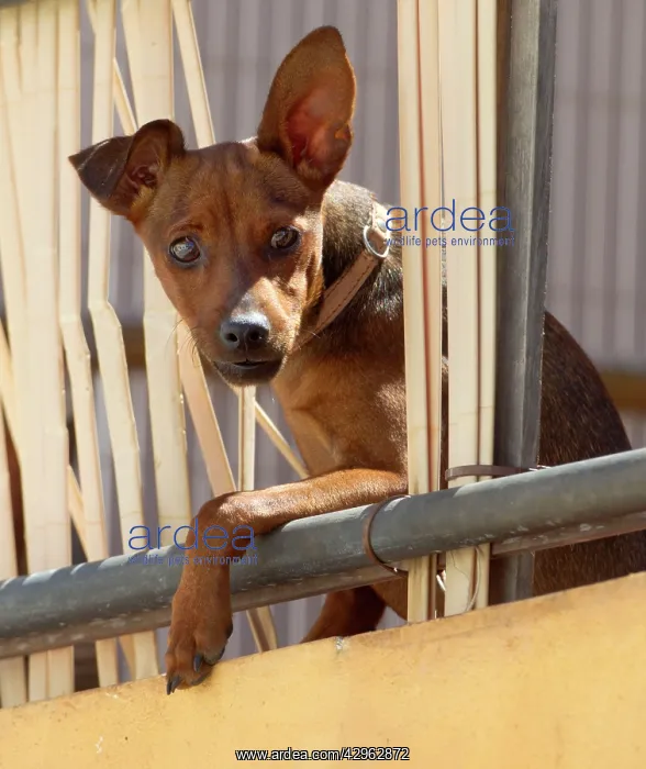 : Dog - looking out onto street from 1st floor patio : Dog - looking out onto street from 1st floor patio