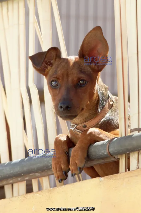 : Dog - looking out onto street from 1st floor patio : Dog - looking out onto street from 1st floor patio