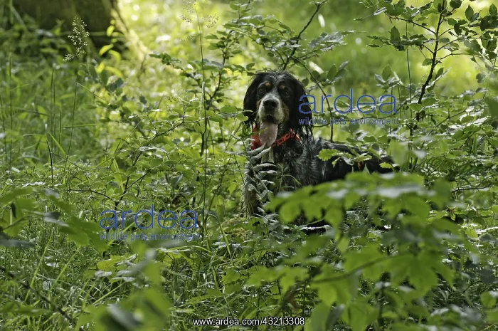 : Dog looking for young Eurasian Woodcock to tag them : Dog looking for young Eurasian Woodcock to tag them