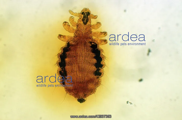  : Dog Louse (x10)