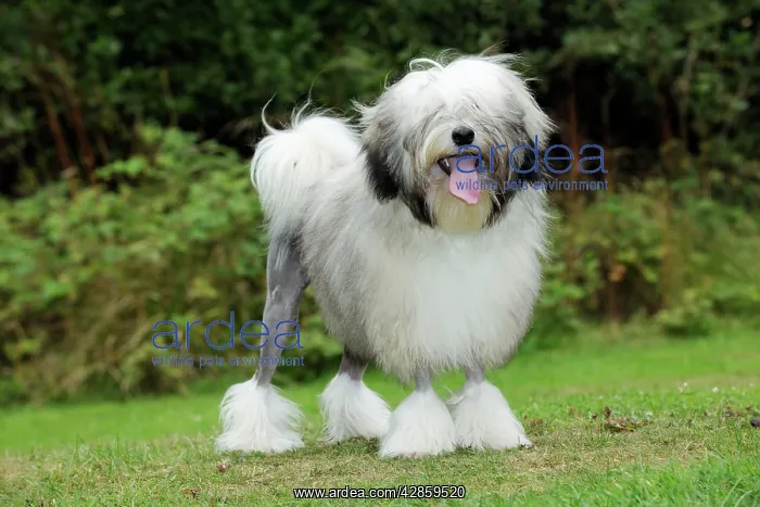 : DOG. Lowchen : DOG. Lowchen