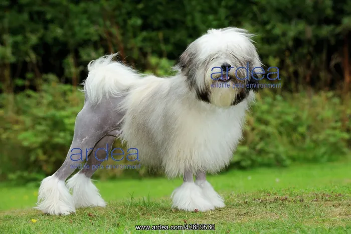 : DOG. Lowchen : DOG. Lowchen