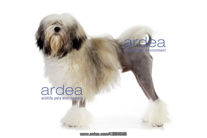 : DOG. Lowchen : DOG. Lowchen