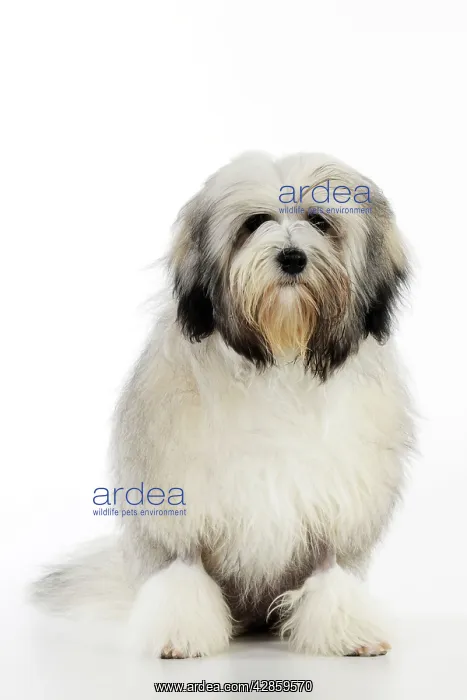 : DOG. Lowchen : DOG. Lowchen