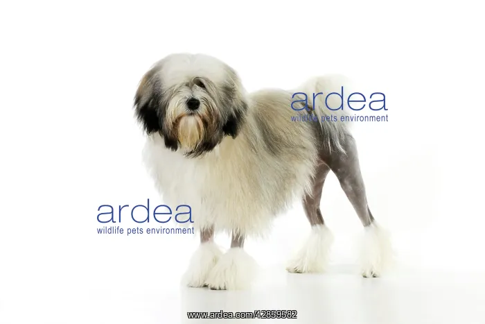 : DOG. Lowchen : DOG. Lowchen