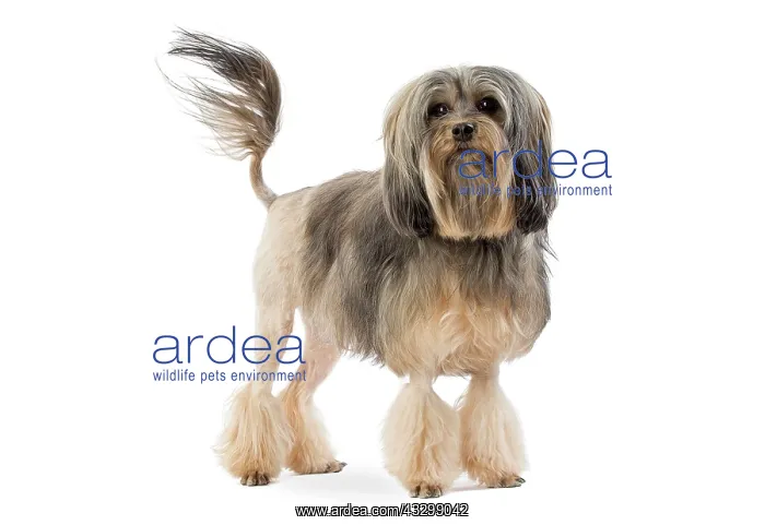 : Dog - Lowchen / Little Lion Dog : Dog - Lowchen / Little Lion Dog