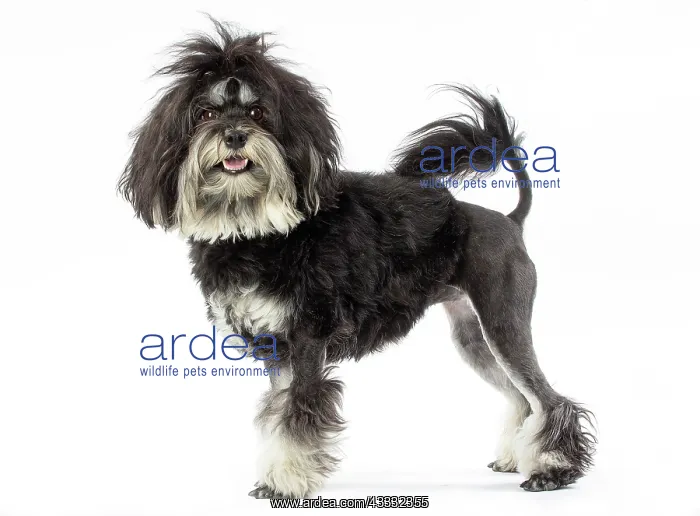  : Dog - Lowchen  /  Little Lion Dog