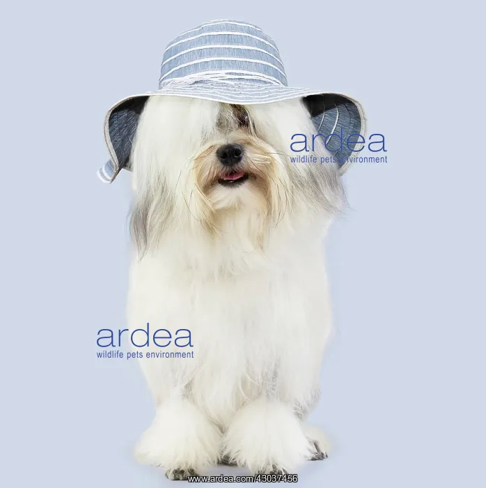 : Dog - Lowchen / Little Lion Dog wearing big floppy : Dog - Lowchen / Little Lion Dog wearing big floppy