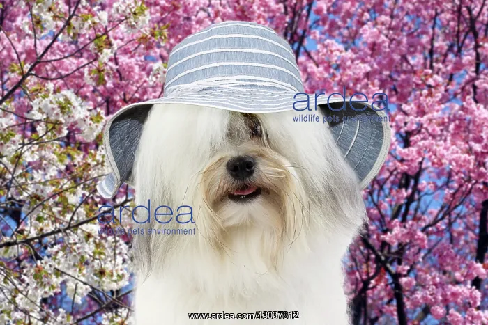: Dog - Lowchen / Little Lion Dog wearing big florry : Dog - Lowchen / Little Lion Dog wearing big florry