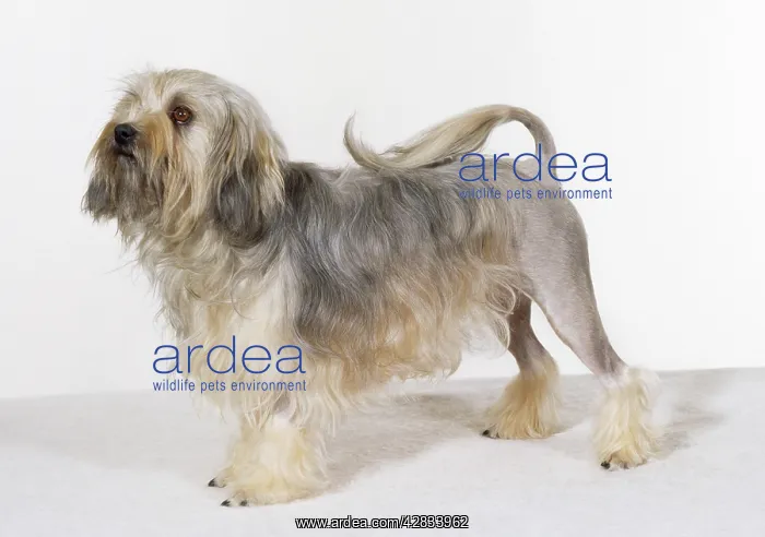 : DOG - Lowchen, standing, studio shot : DOG - Lowchen, standing, studio shot
