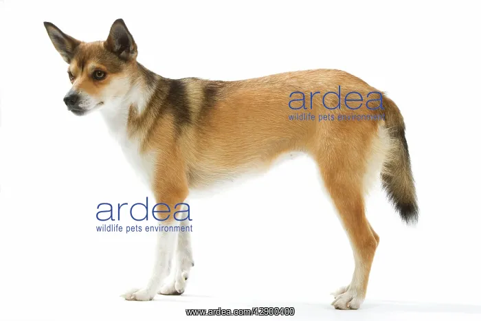 : Dog - Lundehund standing in studio : Dog - Lundehund standing in studio