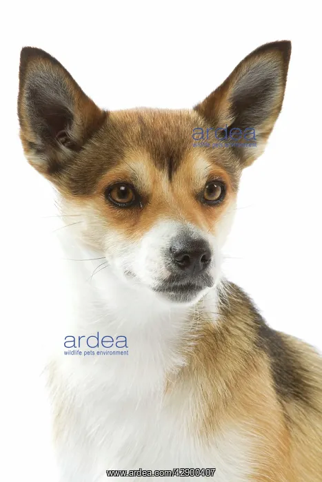: Dog - Lundehund in studio : Dog - Lundehund in studio