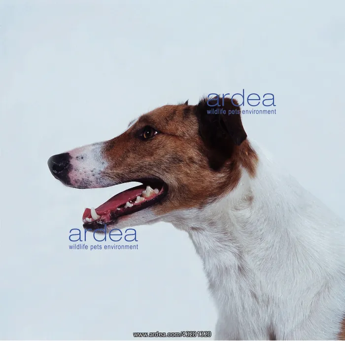  : DOG - LURCHER