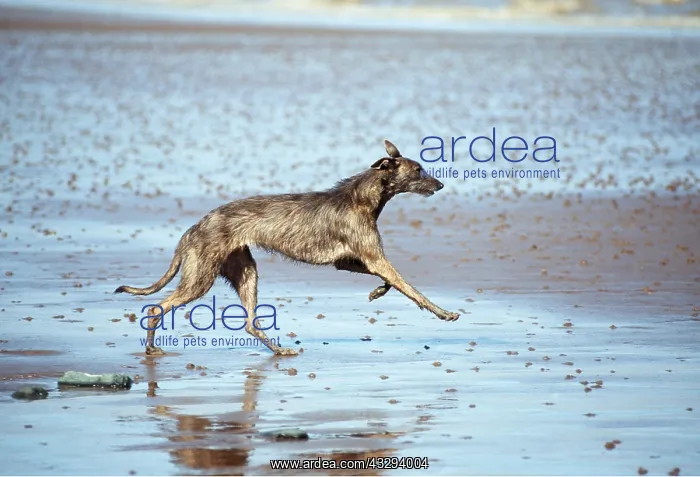 : DOG - LURCHER - RUNNING ON BEACH : DOG - LURCHER - RUNNING ON BEACH