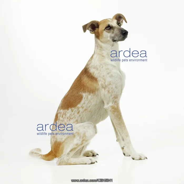 : DOG - Lurcher, sitting, studio shot : DOG - Lurcher, sitting, studio shot