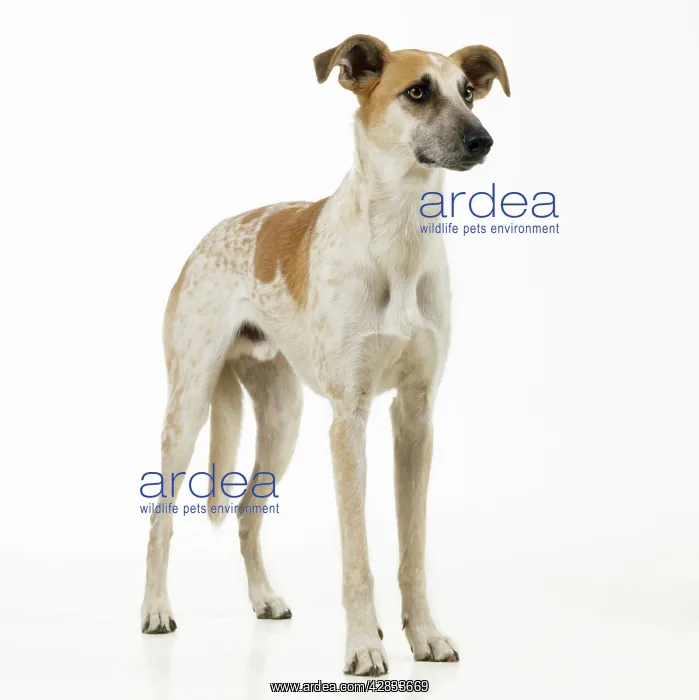 : DOG - Lurcher, standing, front-view, studio shot : DOG - Lurcher, standing, front-view, studio shot
