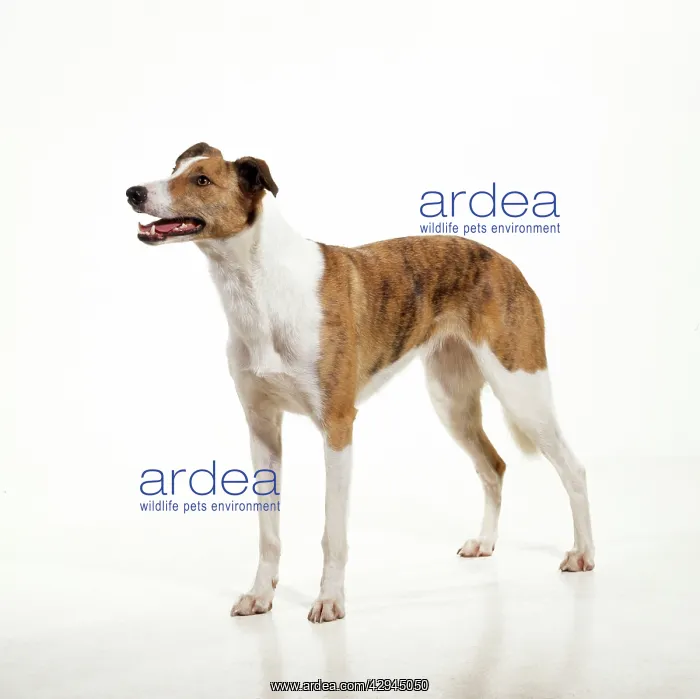 : DOG - Lurcher, studio shot : DOG - Lurcher, studio shot