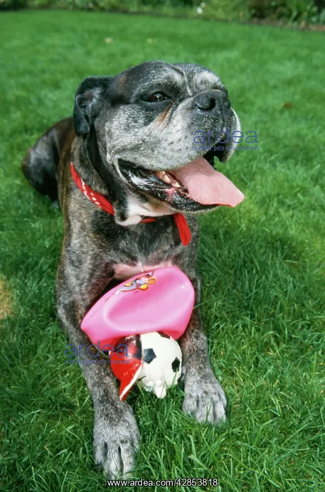  : DOG - lying, with ball