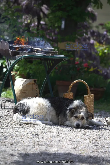 : Dog lying down in front of a barbecue in a garden : Dog lying down in front of a barbecue in a garden
