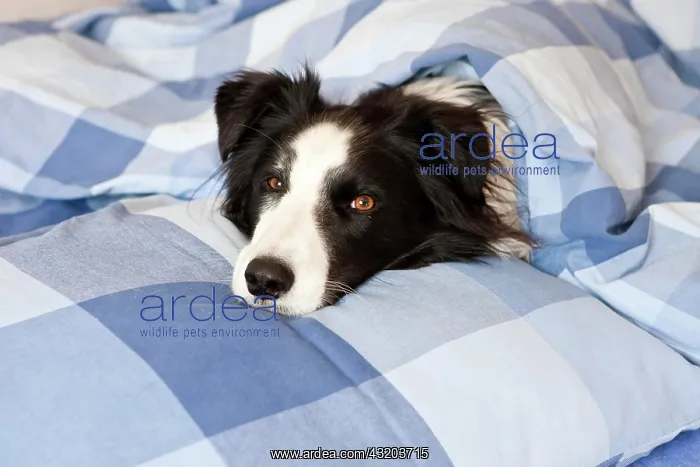: Dog is lying in bed, Border Collie : Dog is lying in bed, Border Collie