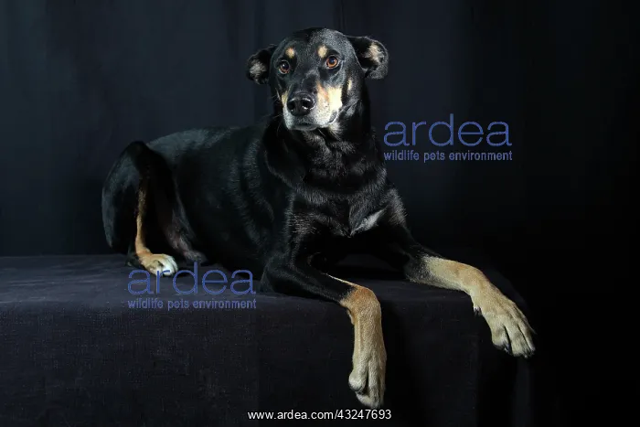 : Dog lying on a black background : Dog lying on a black background