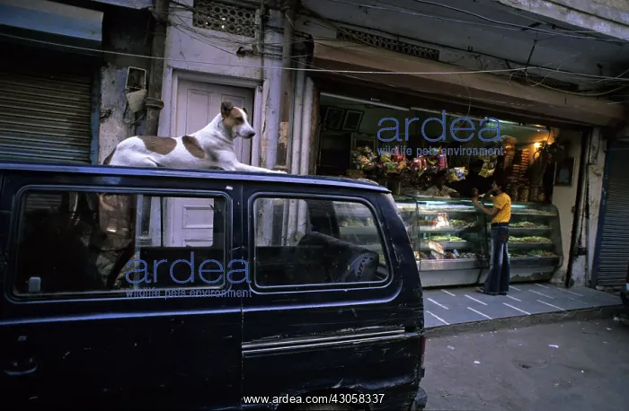 : Dog lying on a car in street Delhi India : Dog lying on a car in street Delhi India