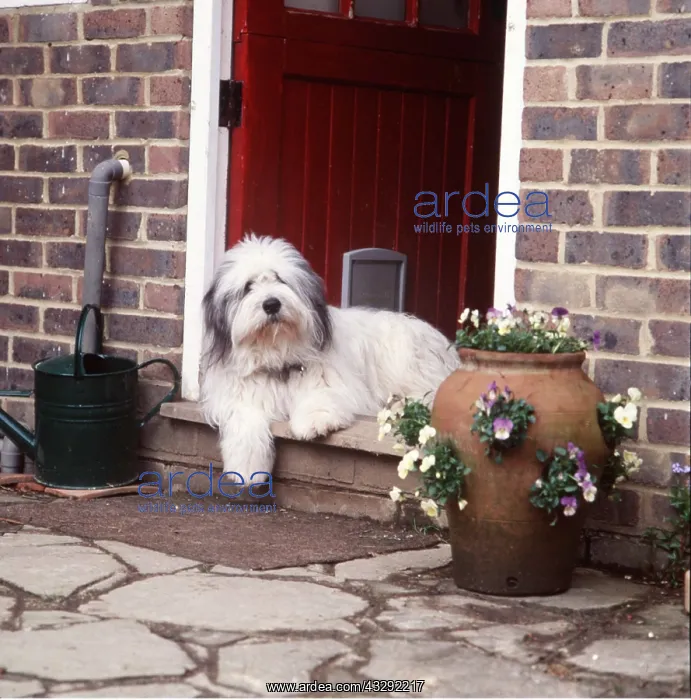 : DOG - lying in doorway : DOG - lying in doorway