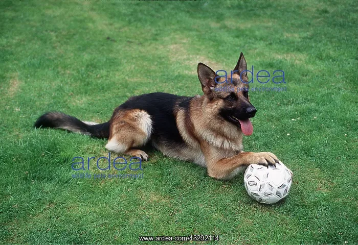 : Dog - lying down, paw on football : Dog - lying down, paw on football