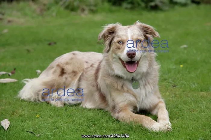  : DOG - Lying on grass with mouth open