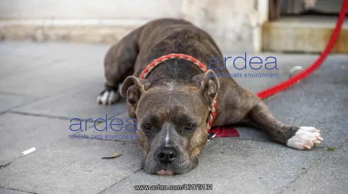  : Dog lying lazy on the ground, leashed dog, italy