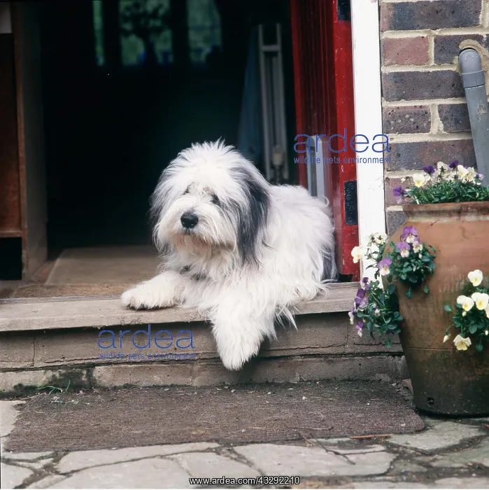 : DOG - Lying in open doorway : DOG - Lying in open doorway