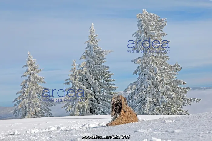 : Dog lying in the snow, Lhasa Apso, Bavarian Forest : Dog lying in the snow, Lhasa Apso, Bavarian Forest