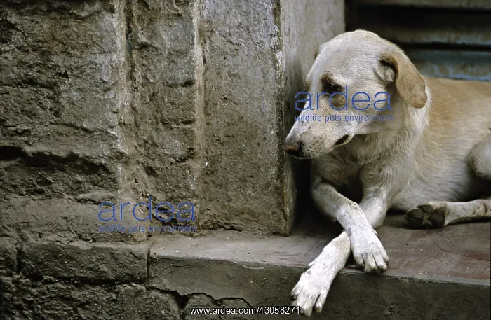 : Dog lying on the step of a door Varanaci India : Dog lying on the step of a door Varanaci India