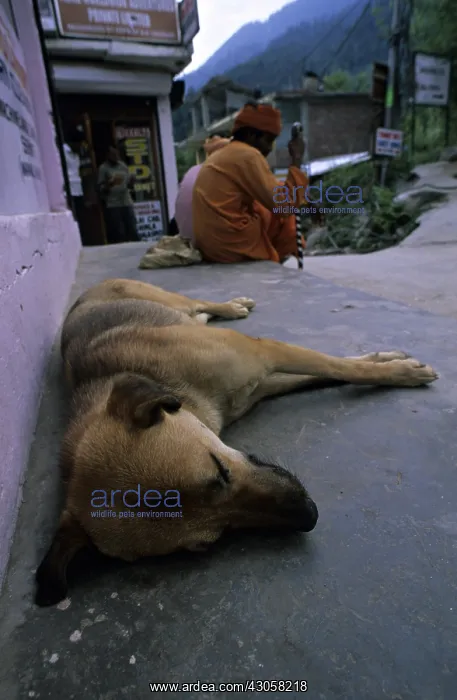 : Dog lying in the street Manali India : Dog lying in the street Manali India