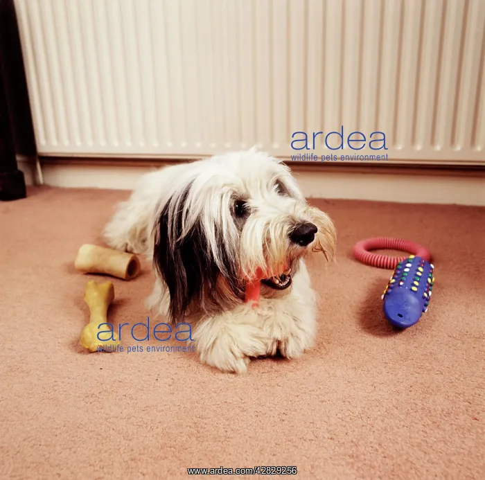 : DOG - lying with toys : DOG - lying with toys