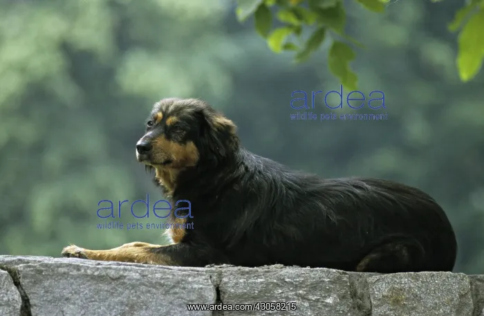 : Dog lying on a wall India : Dog lying on a wall India