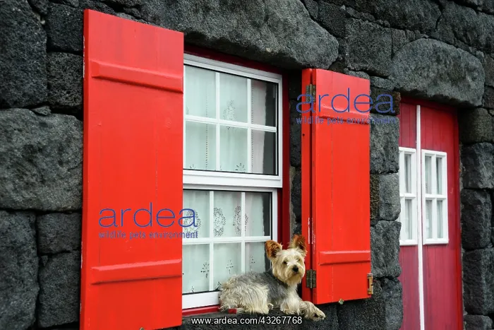 : Dog lying at the window, Lajido, Pico, Azores, Portugal : Dog lying at the window, Lajido, Pico, Azores, Portugal
