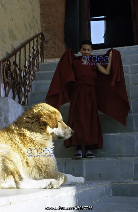  : Dog lying and young monk Monastery Thiksey Leh India