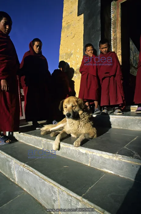 : Dog lying and young monks Monastery Thiksey Leh India : Dog lying and young monks Monastery Thiksey Leh India