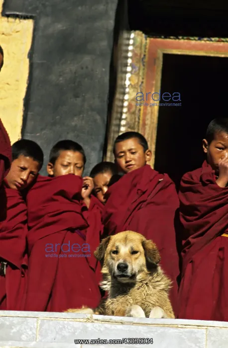 : Dog lying and young monks Monastery Thiksey Leh India : Dog lying and young monks Monastery Thiksey Leh India