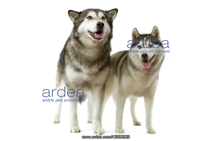 : Dog - Malamute & Siberian Husky : Dog - Malamute & Siberian Husky