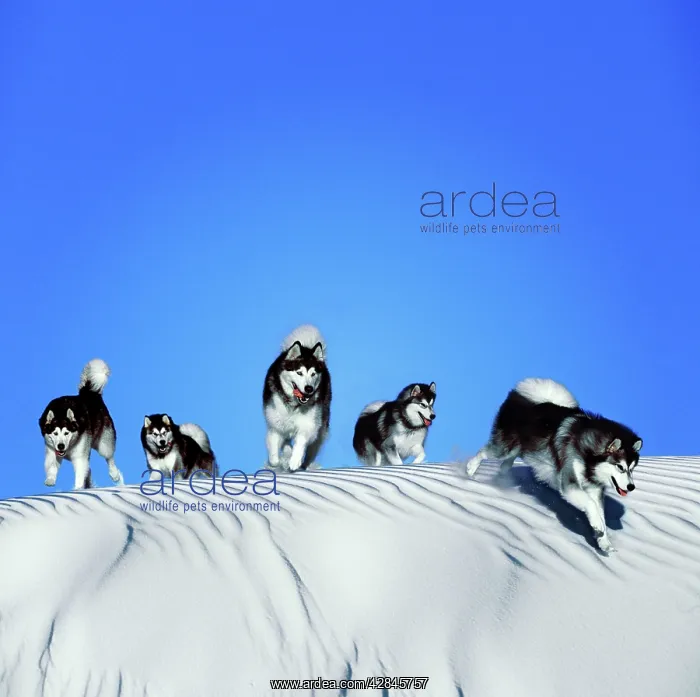  : DOG - Malamutes - Running over dune