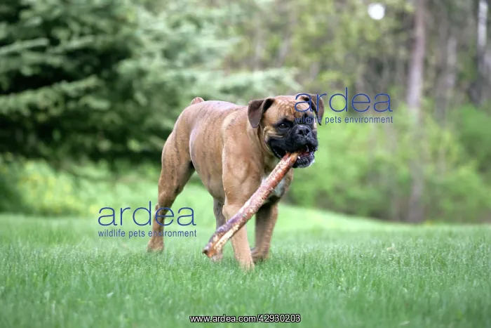 : Dog - male Boxer, playing with stick : Dog - male Boxer, playing with stick