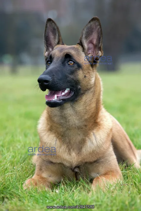 : Dog - Malinios / Belgian Shepherd : Dog - Malinios / Belgian Shepherd
