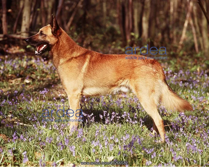 : DOG - MALINOIS / Belgian Shepherd / Chien de Berger : DOG - MALINOIS / Belgian Shepherd / Chien de Berger