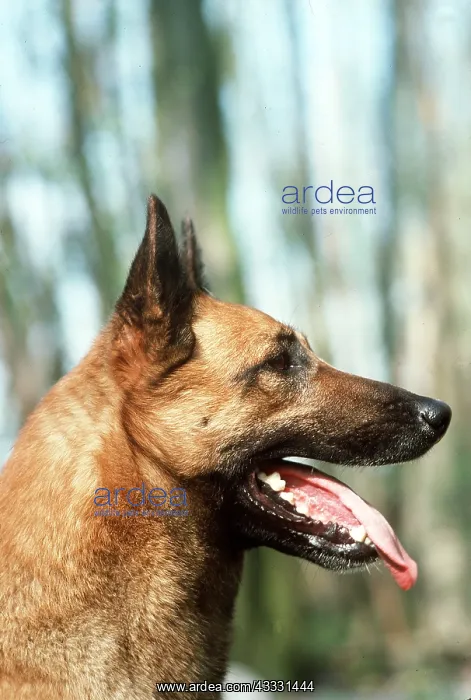 : DOG - MALINOIS / Belgian Shepherd / Chien de Berger : DOG - MALINOIS / Belgian Shepherd / Chien de Berger