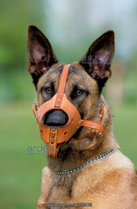 : Dog - Malinois / Belgian Shepherd Dog, wearing muzzle : Dog - Malinois / Belgian Shepherd Dog, wearing muzzle