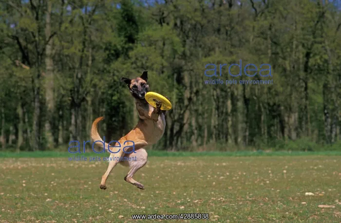 : DOG - Malinois / Belgian Shepherd Dog, catching fisbee : DOG - Malinois / Belgian Shepherd Dog, catching fisbee