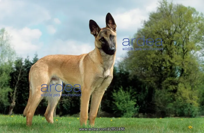 : Dog - Malinois / Belgian Shepherd Dog, in garden : Dog - Malinois / Belgian Shepherd Dog, in garden
