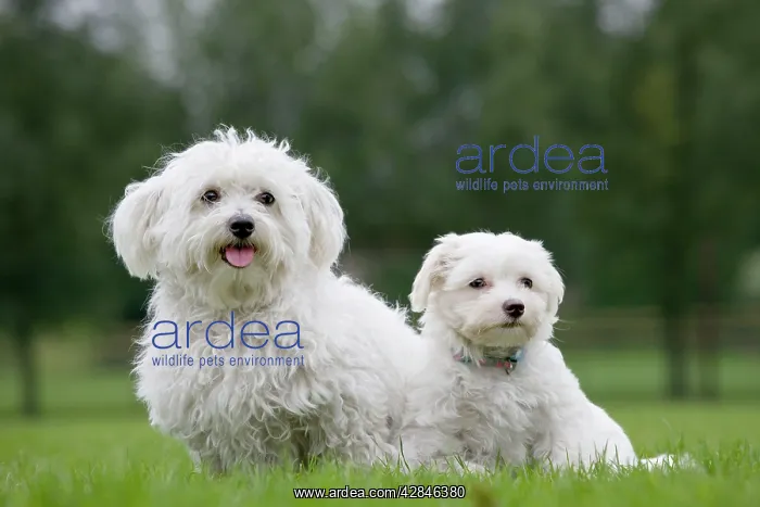 : Dog - Maltese adult with puppy in garden